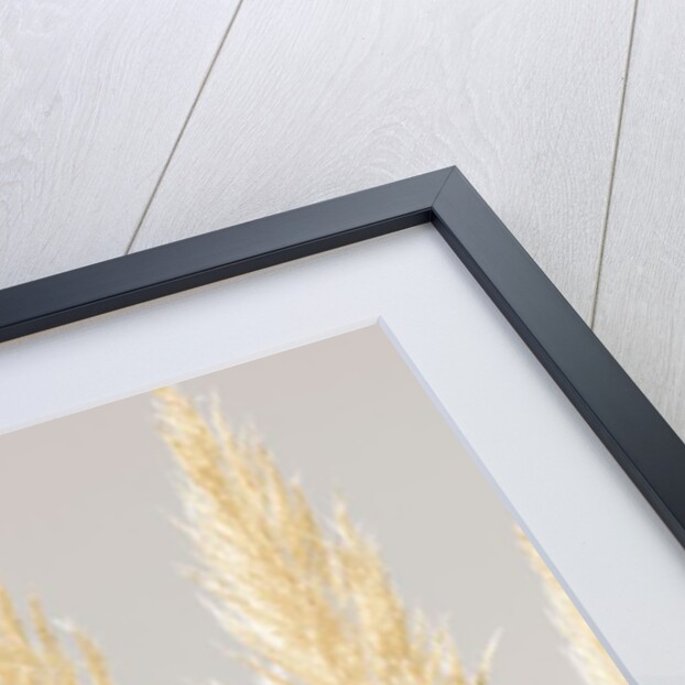 Feather Reeds by Assaf Frank